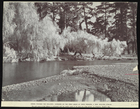 Black and White Photograph of Willows by Stream in New Zealand